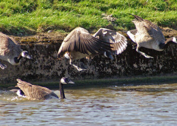 Taking the Plunge: Why Social Media is Worth It