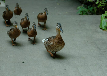 3 Principles to Being a Great Startup Leader, Not a Manager