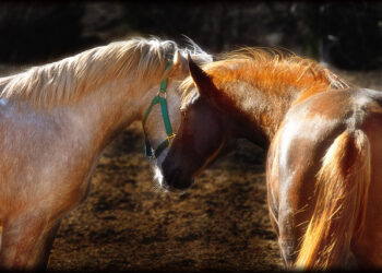 Make Sure Your Startup Domain is Investor Friendly