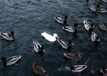 Every New Business Needs A Unique Selling Proposition