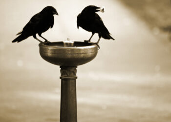 Are You Intelligent Enough to Be an Entrepreneur