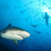 Blaming the Shark: The Importance of Screening for Employee Attitude