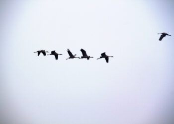 Be a Business Leader as Well as a Thought Leader