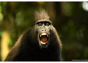 Using The Customer from Hell to Attract All Star Customers