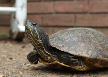 7 Lessons for Founders on How to Stick Your Neck Out