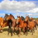 Horses For Courses on Social Media: Short-Form vs. Long-Form Content