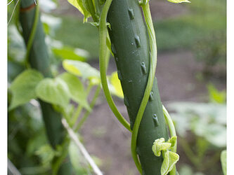 Social Media Relationships: Nurturing vs. Smothering