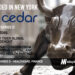 Cedar Raises Another $200M for its Patient Financial Engagement Platform and Becomes NYC’s Newest Unicorn