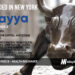 Nayya Raises $37M For its Healthcare Benefits Management Platform that Helps Employees Choose the Right Insurance and Manage Claims