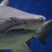 8 Secrets On New Venture Funding From Shark Tank