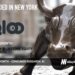 Qloo Adds $20M in New Funding for its AI-Powered Consumer Insights Data Intelligence Engine