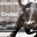 Orchid Security Raises $36M to Transform Enterprise Identity Management with AI