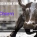 Charm Security Raises $8M to Transform Fraud Prevention with Psychological Insights and AI
