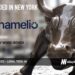 Chamelio Raises $10M to Turn Legal Documents into Strategic Intelligence